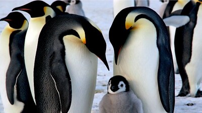 PINGUINOS IMPERIALES