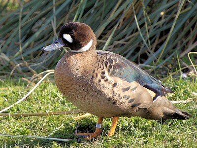 Pato de anteojos