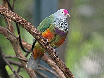 Colomba frugivora delle isole marianne