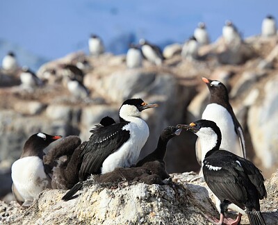 Shag antartico