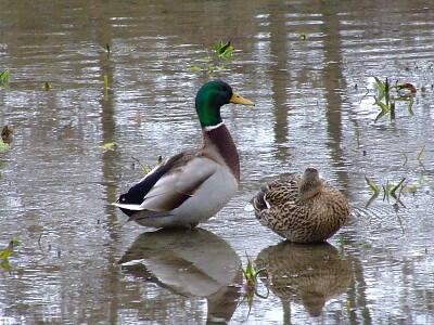 canard jigsaw puzzle