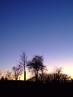 arbre et lumière