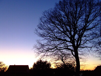 arbre et lumière