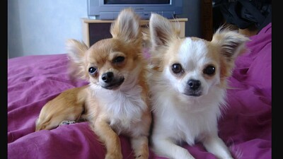 Fluffy Long Haired Chihuahua Puppy Dog Jigsaw Puzzle