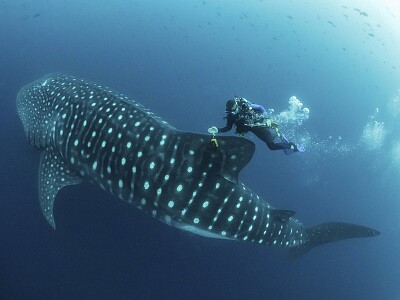 tiburon ballena