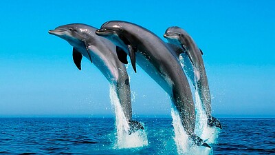 DELFINES