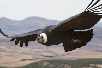 פאזל של CONDOR VOLANDO