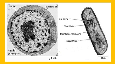 BIOLOGY jigsaw puzzle