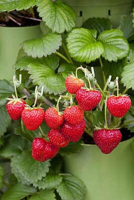 frutillas jigsaw puzzle