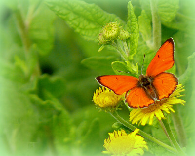 Papillon cuivré des marais jigsaw puzzle