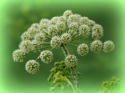 פאזל של Fleur d 'Angélique