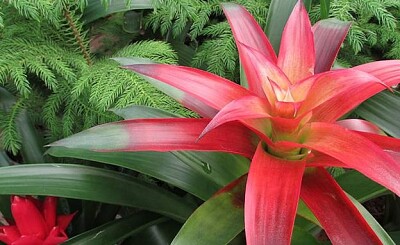 Bromelia