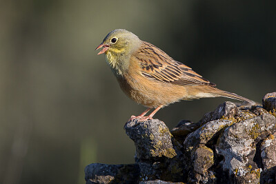 Ortolan bunting