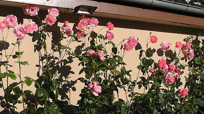 Ducey roses jigsaw puzzle