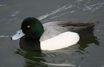 Scaup maggiore