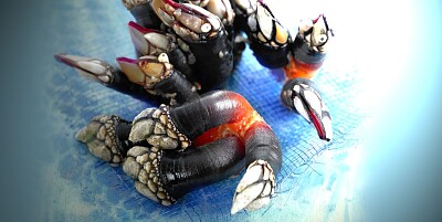 Percebes jigsaw puzzle