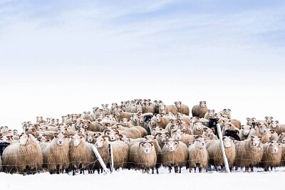 פאזל של moutons