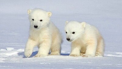 PEQUEÑOS OSOS POLARES