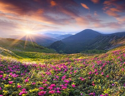 פאזל של Flores Entre Montanhas