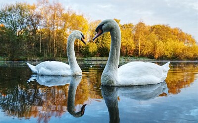 LAGOS DE LOS CISNES jigsaw puzzle