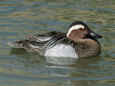 Garganey