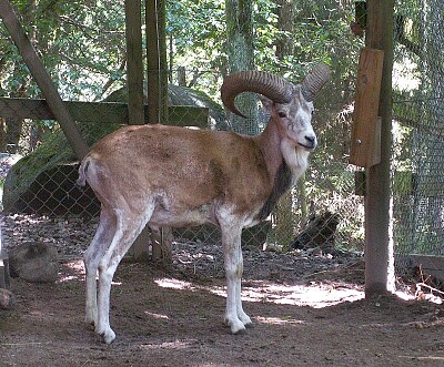 Tahr dell 'himalaya