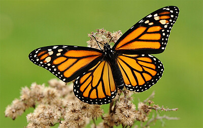 MARIPOSA MONARCA