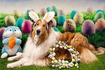 Cane Pasqua jigsaw puzzle