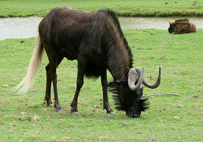 פאזל של Gnu dalla coda bianca