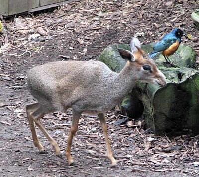 Dik dik di Gunther jigsaw puzzle