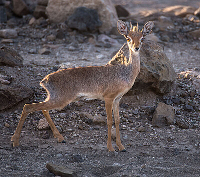 Dik dik di Salt jigsaw puzzle