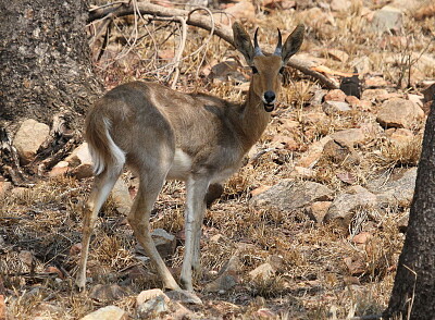 פאזל של Antilope dei canneti montana