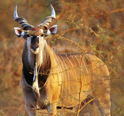 Antilope dalle corna a spirale