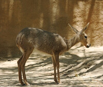 Antilope capriolo