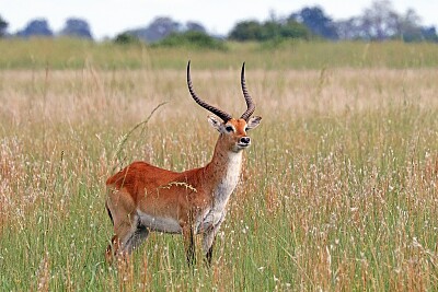 Red lechwe