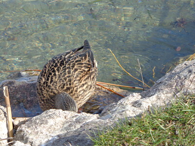 Cane au Landeron