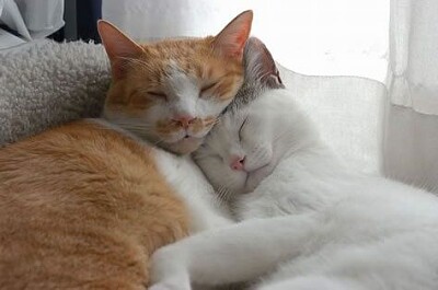 פאזל של dos gatos abrazados