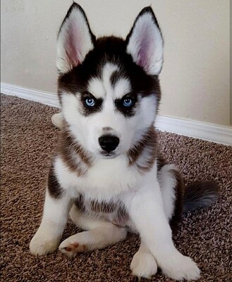 un cachorro husky siberiano