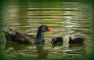 Poule d 'eau et ses petits