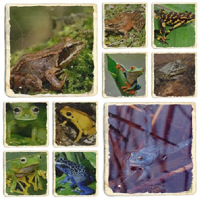 cute frogs jigsaw puzzle