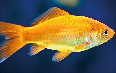 פאזל של Goldfish