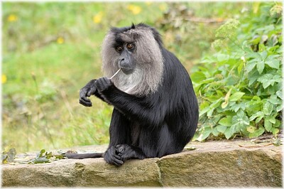 Macaco dalla coda di leone