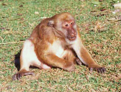 Macaco dell 'assam