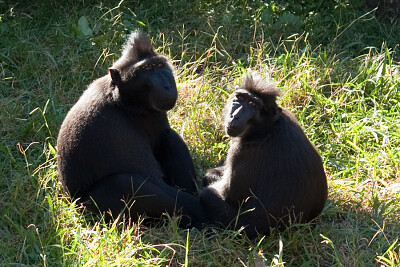 Macaco negro crestato