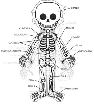 sistema oseo jigsaw puzzle