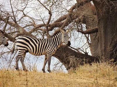 Zebra di Burchell