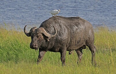 Bufalo africano