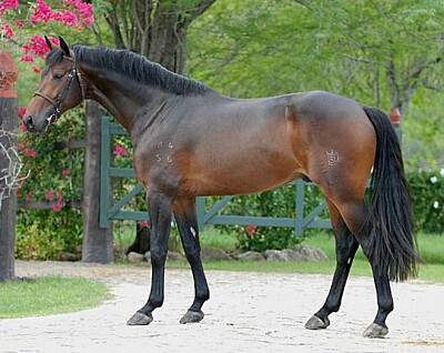 Brasileiro de Hipismo