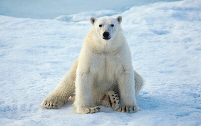 Orso bianco