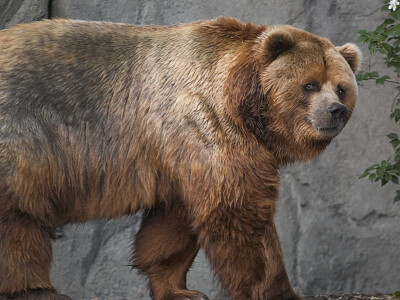 פאזל של Orso kodiak